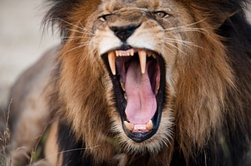 angry-roaring-lion-PB7XRA4